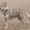 CRYING WOLF GALIBA