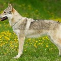 CRYING WOLF  WICKEY