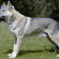 AZOR OD POLUCHOV