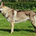 GREY WOLF Z MOLU ES