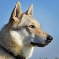 AMBERWOLFROYALTY VEYLR AMBERWOLFROYALTY VEYLR