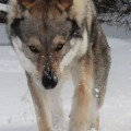SHADOW I MISS MY DAWG SHADOW I MISS MY DAWG