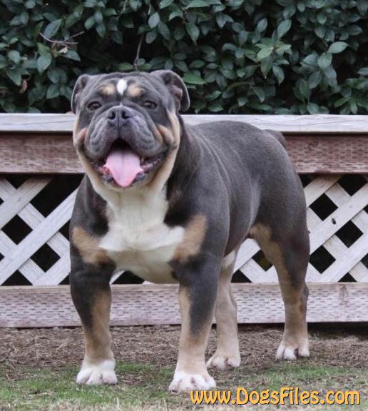 Pedigree Database Old English Bulldog