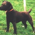 G.JONES RAVEN