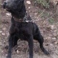 BOOTH'S BRUISER II