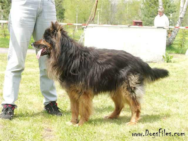 BIRRI CHODSKY PES Pedigree database BOHEMIAN SHEPHERD DOG