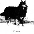 BLESK