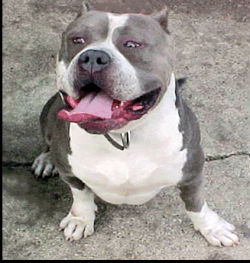 Leons Goliath Pedigree Database American Bully