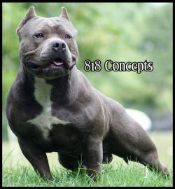 remy american bully
