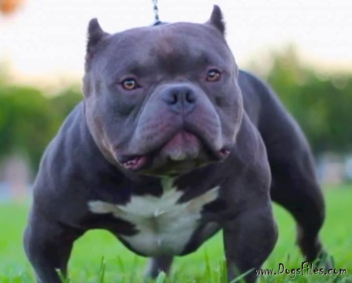 american bully mr miagi