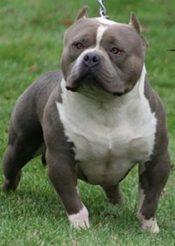 CALI KINGPIN S GOLIATH II Pedigree database American Bully