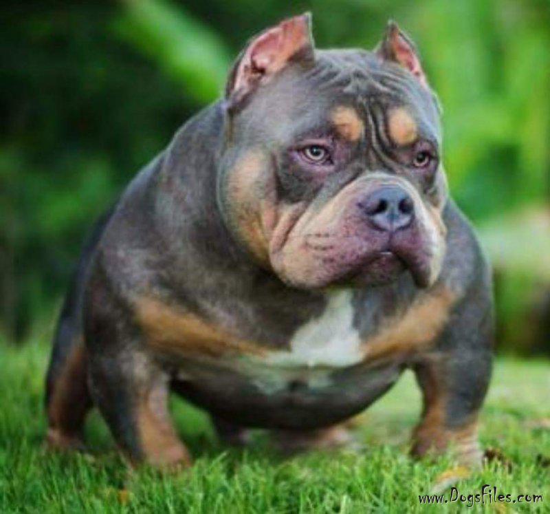 American sales bully boy