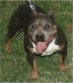 REMYLINE LADY OLIVIA OF YEKNI Pedigree database American Bully