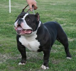 American Bully Gottyline Dax . The world most famous American