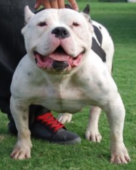 white rhino american bully