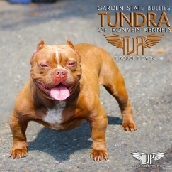 Ib S Haze Pedigree Database American Bully