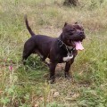 ABMKC BLACK STAR DIAMOND BULLY ABMKC BLACK STAR DIAMOND BULLY