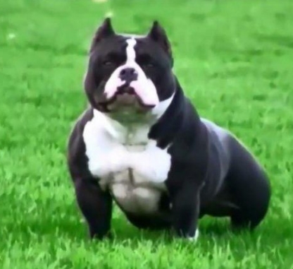 AMERICAN BULLY - GOTTYLINE DAX AUGUST 2012 