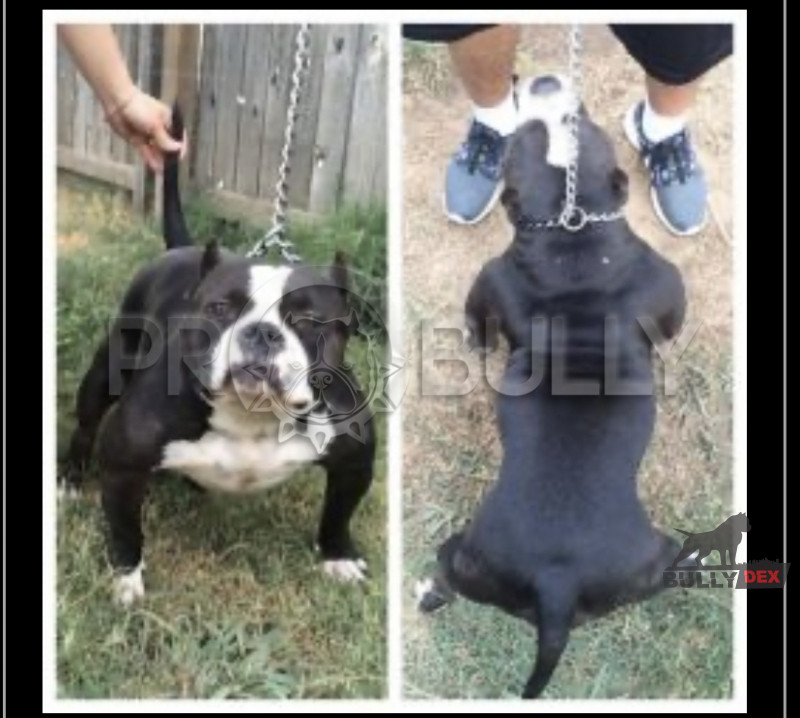 Pedigree database American Bully