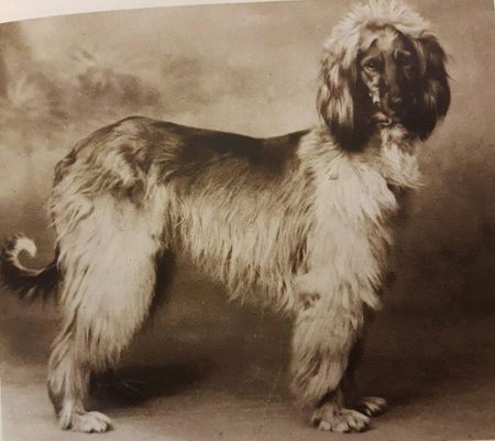 CAN CH Zaradas Kumala Khandari - Afghan Hound Pedigree Database