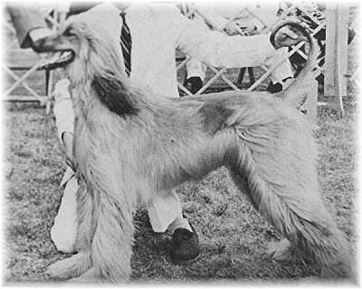 CAN CH Zaradas Kumala Khandari - Afghan Hound Pedigree Database