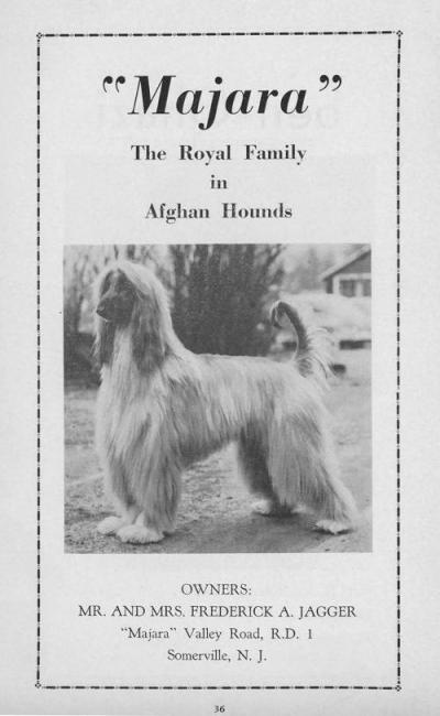 CAN CH Zaradas Kumala Khandari - Afghan Hound Pedigree Database