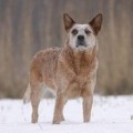 AYERS DILLY RED DALLY
