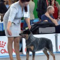 DINGOSTAR GRAND PRIX DINGOSTAR GRAND PRIX