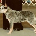 TIMBER SWEET GEORGIA BROWN