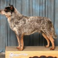 TIMBER BLUE DEUCE