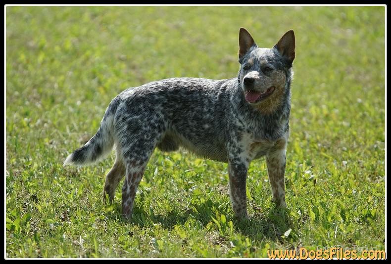 catalina cattle dog