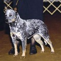 MK LAPIS DINKUM JILLAROO TWO
