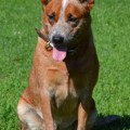 GRIFFIN FARMS BURKLEY BRIAR MARIE