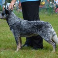 FALESER HOGLAND FENSI