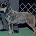 DEVON'S DIAMOND IN THE RUFF