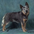 HEELERSRIDGE EMUBLU KING