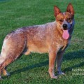 HEELERSRIDGE FIRETRAIL BARON