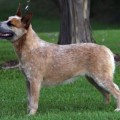 HEELERSRIDGE RIVERINA