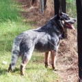 LINKLOWE ZORRO