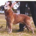 ARAKOON TRUE RED OZZIE