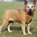 AUSSIE BULLIT STAR