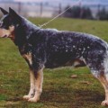 CATTLEFARM'S BLUE THUNDER