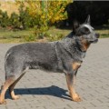 COWCOCKYCATTLE'S MOKI