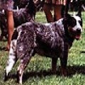 WAGGA WAGGA BLUE ONYX HS