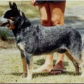 CHERIMOYA CATTLE HOBO