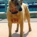 CATTLEFARM'S WILD WILMA