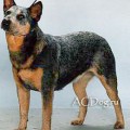 ADAVALE STYLISH LASS