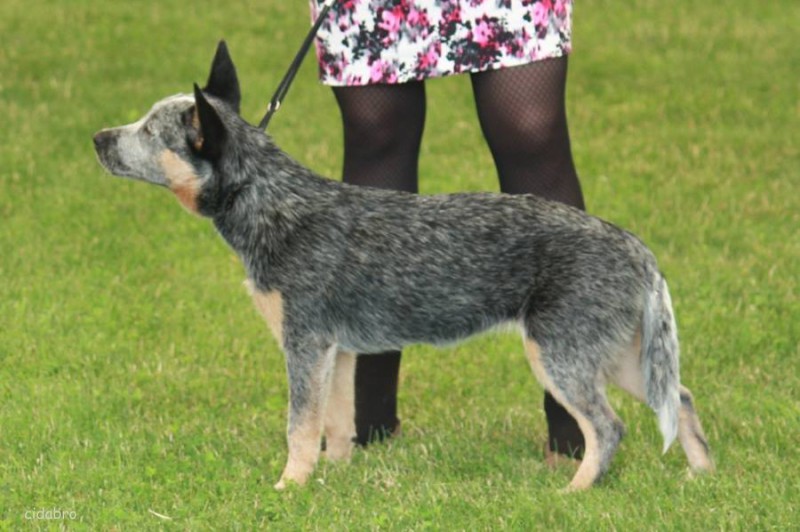 Blue heeler hot sale pedigree