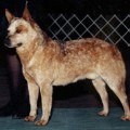 GRABER RED ROO OF MELBOURNE