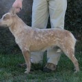 HIREDHAND N TIMBER PRIMA DONA